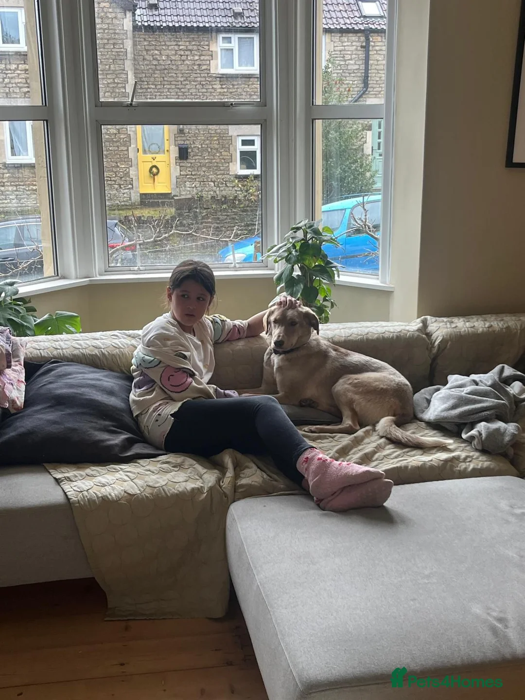 Mixed Breed dogs for adoption: URGENT: ❤️Jena❤️- amazing a 1 year old girl - Advert 6