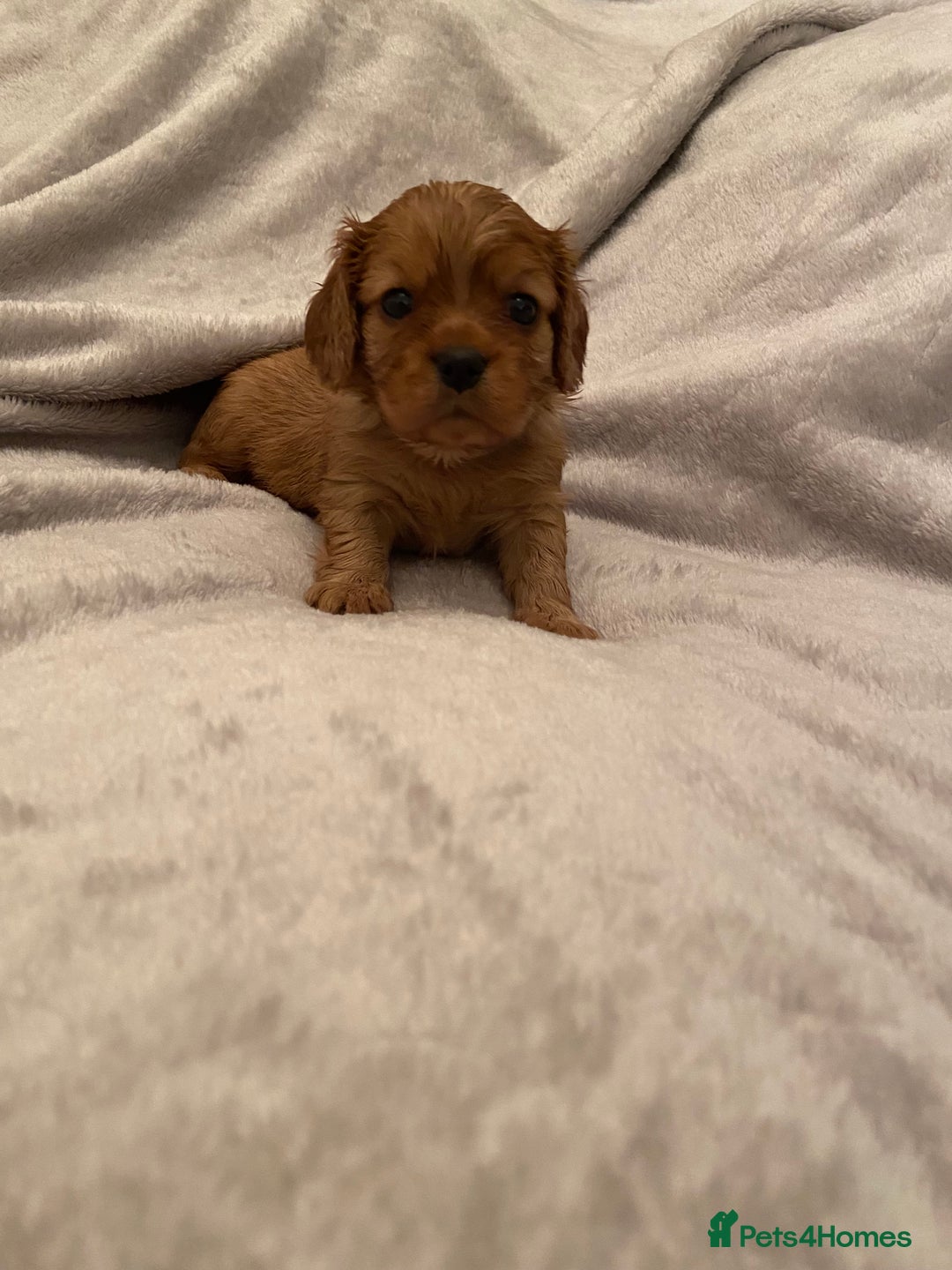 Cavalier King Charles Spaniel dogs for sale: Exceptional, ruby pure bred Cavaliers - Advert 10