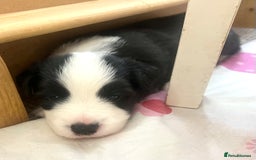 Border Collie dogs for sale: Border Collie Puppies (DNA clear tested parents) - Image 36