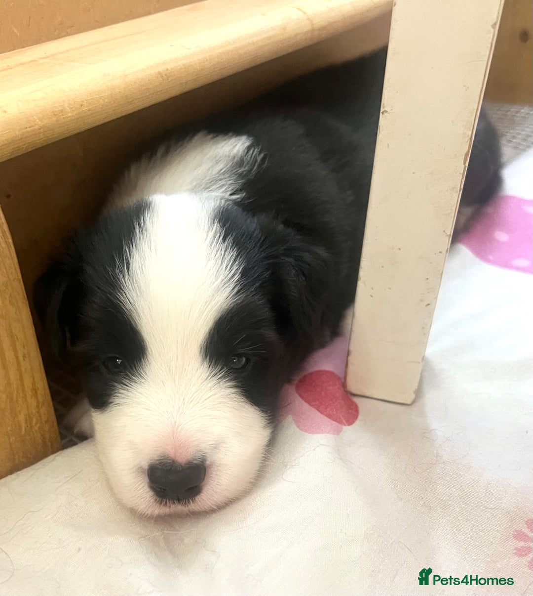Border Collie dogs for sale: Border Collie Puppies (DNA clear tested parents) - Image 36