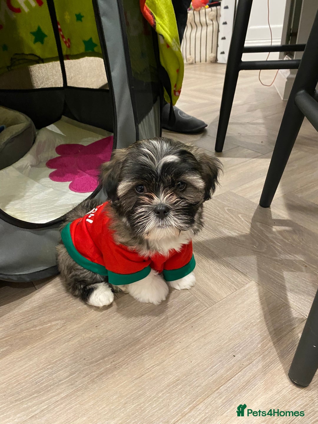 Lhasa Apso dogs for stud: Pedigree Stud in Harlow - Advert 3