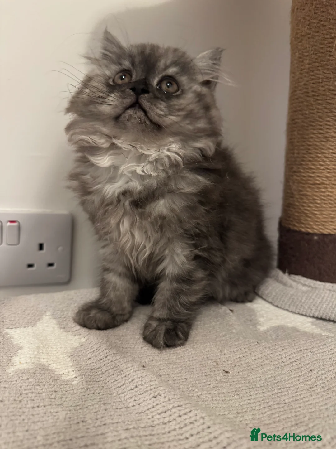 Persian cats for sale: Doll face persian - Advert 5