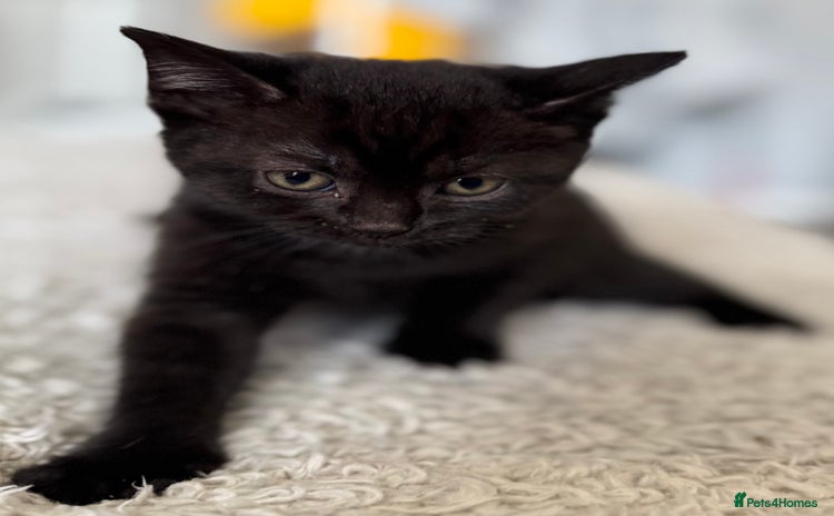 British Shorthair cats - Advert 3