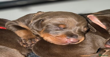 Dobermann dogs - Advert 1