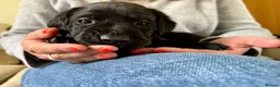 Labrador Retriever dogs for sale: 🐾Beautiful Labrador Puppies - 1 LEFT 🐾  - Advert 11