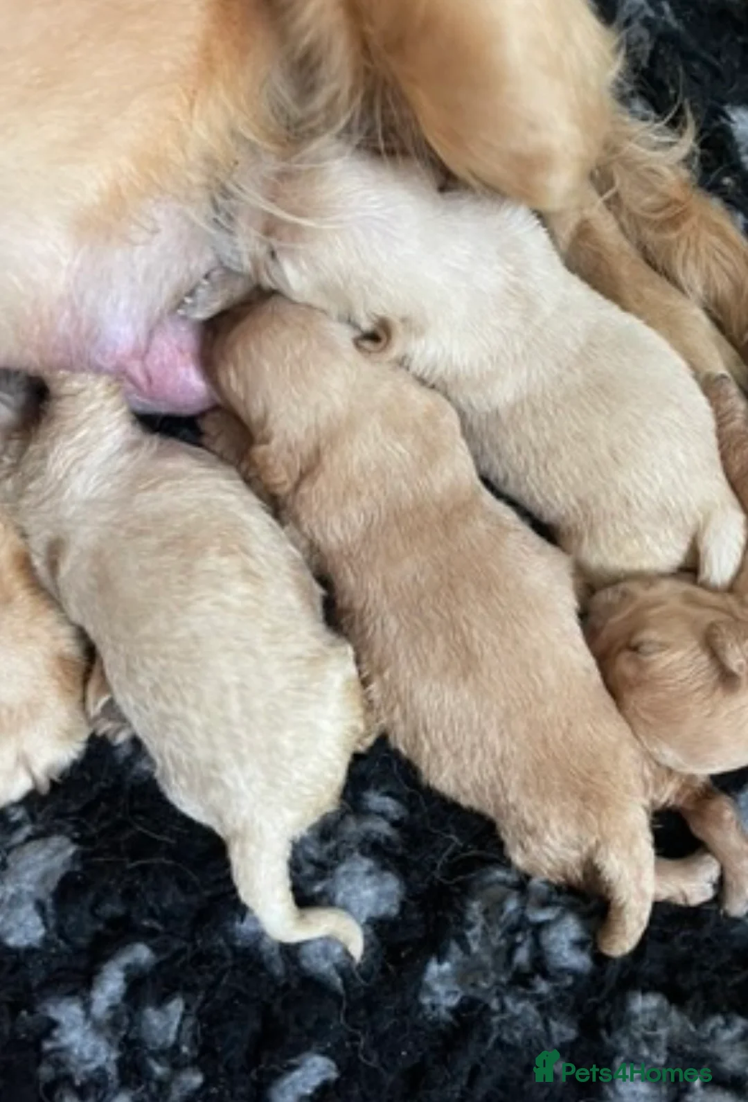 Golden Retriever dogs for sale: EXTENSIVELY DNA TESTED GOLDEN RETRIEVERS - Advert 8