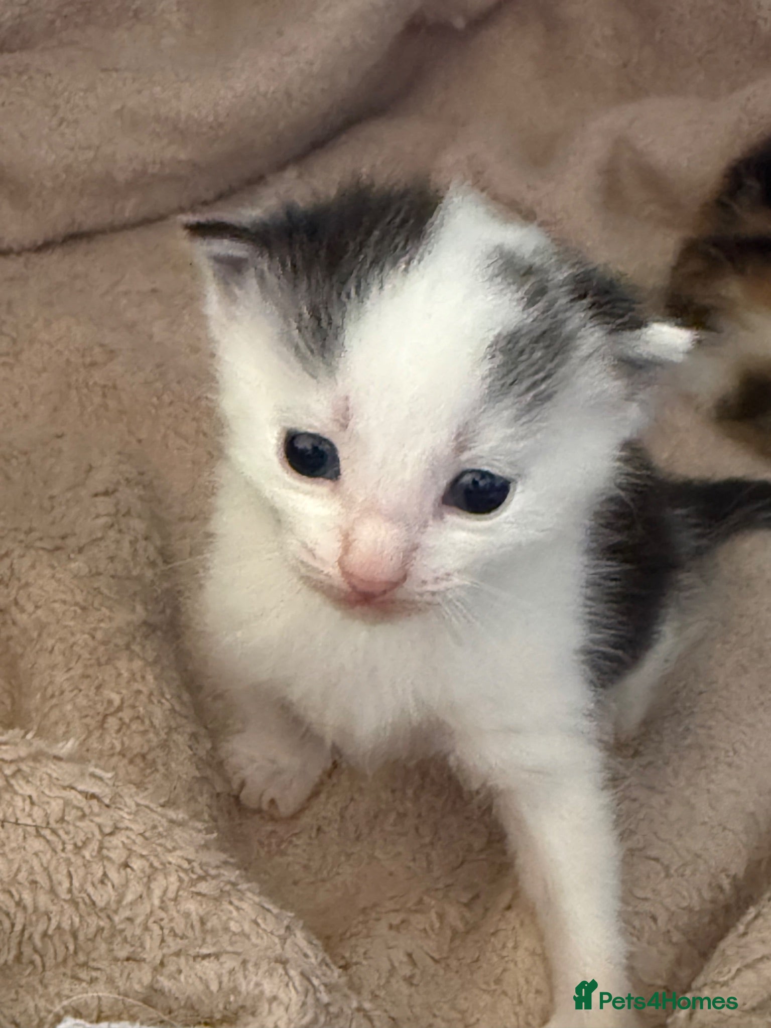 Mixed Breed cats 1 Beautiful Kitten left to find his Forever Homes - Advert 1