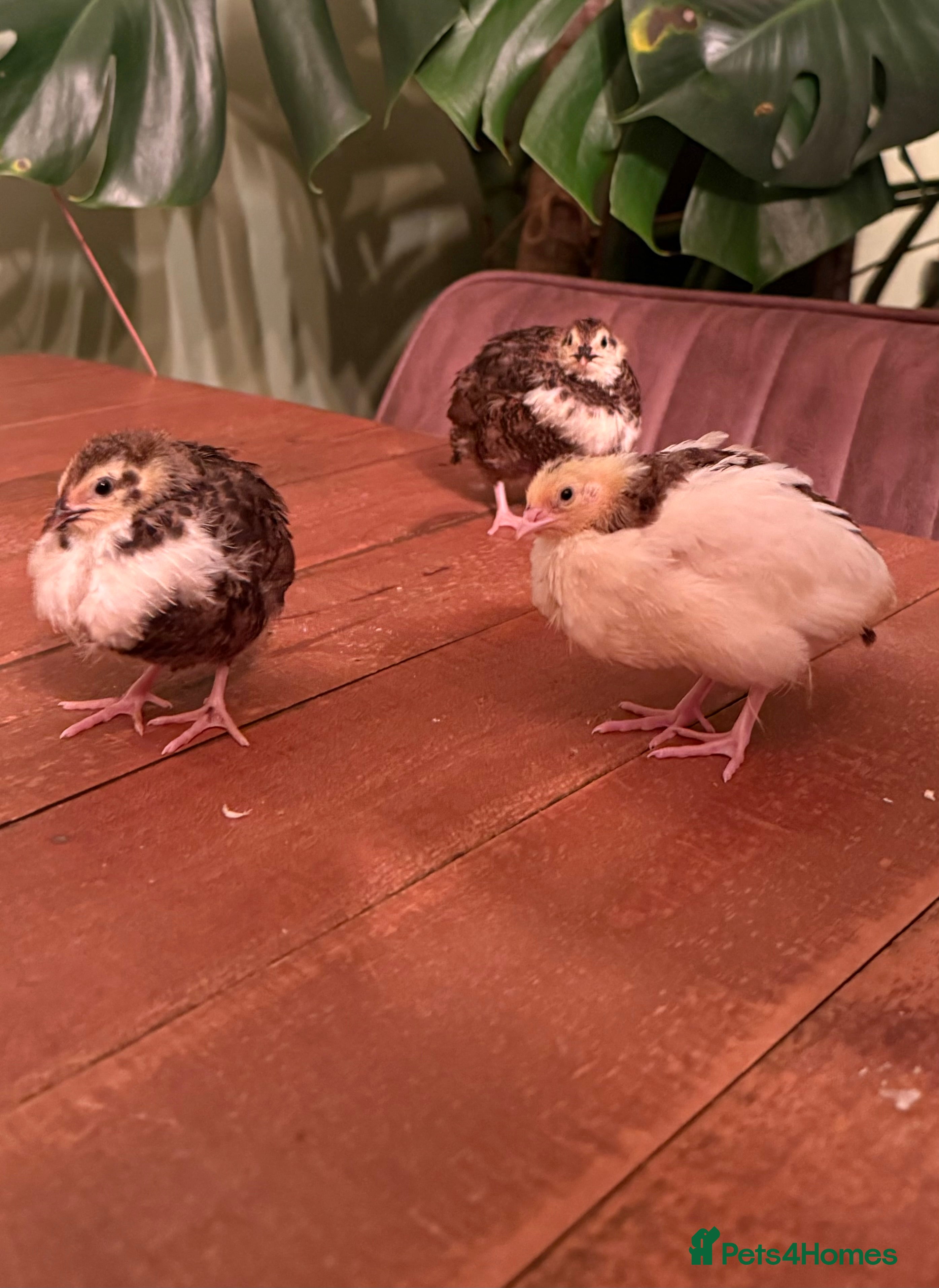 Quail poultry 🥚Celadon Coturnix quail trio 🩵 - Advert 8