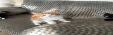 Mixed Breed Kitten 1
