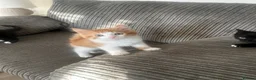 Mixed Breed cats for sale: 3 beautiful kittens  - Advert 5