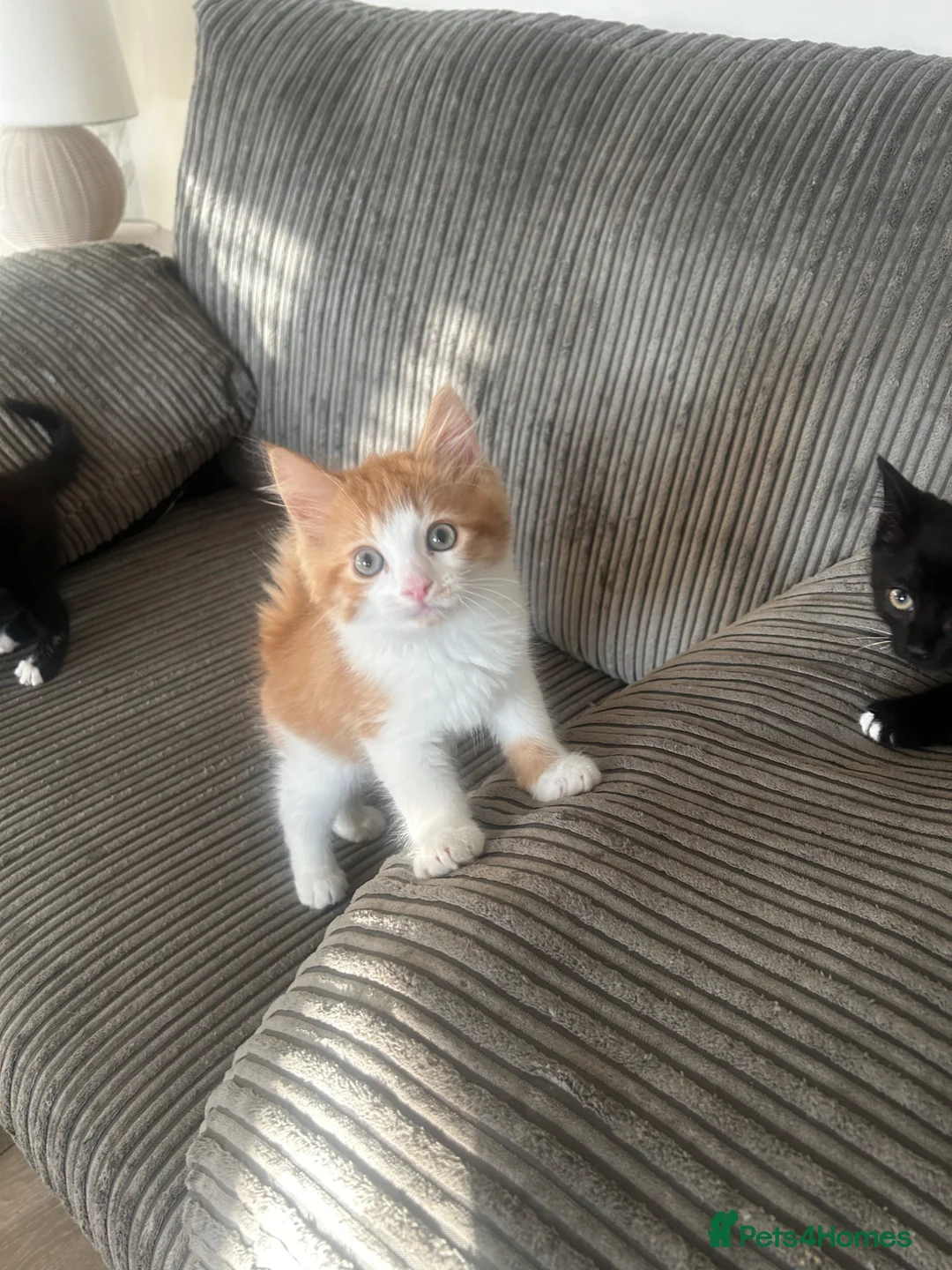 Mixed Breed cats for sale: 3 beautiful kittens  - Advert 5