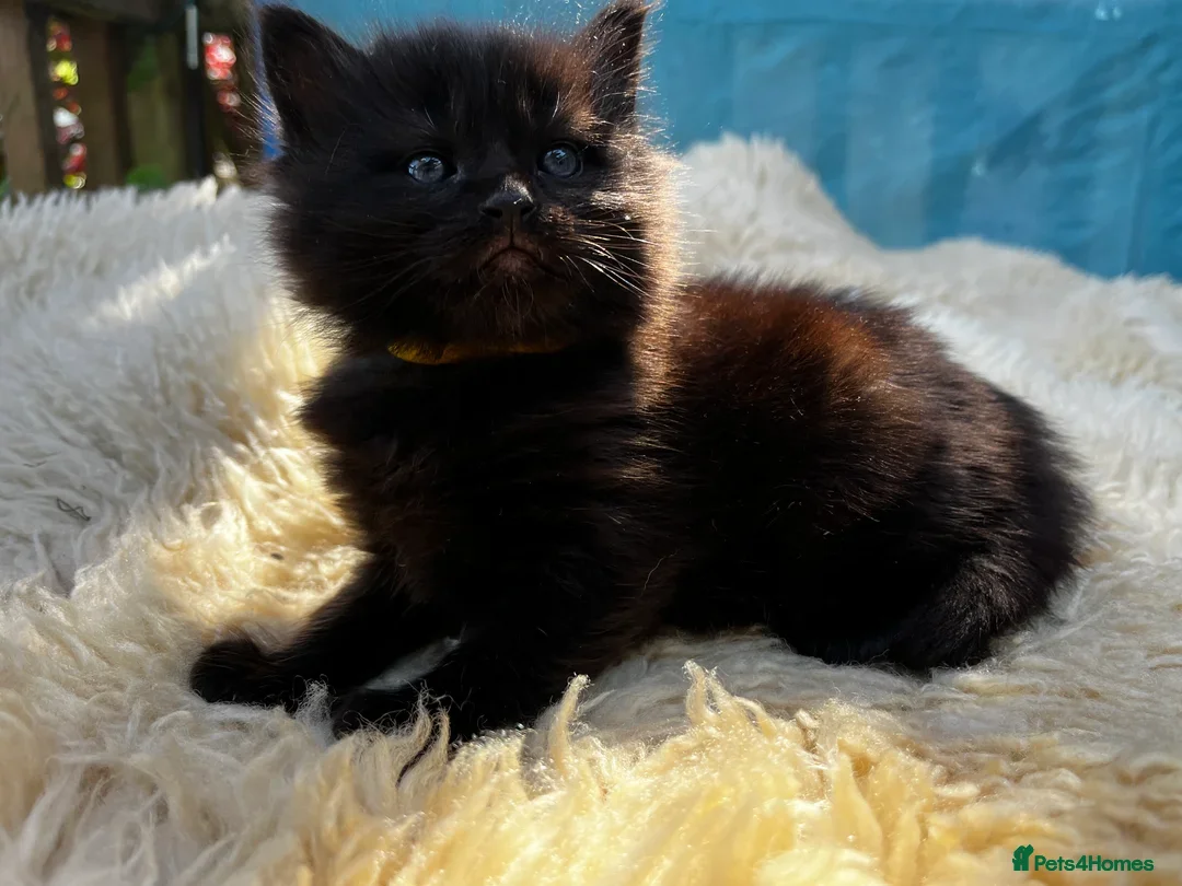 Mixed Breed cats Panther Black Ragdoll kitten ready for new home - Advert 1