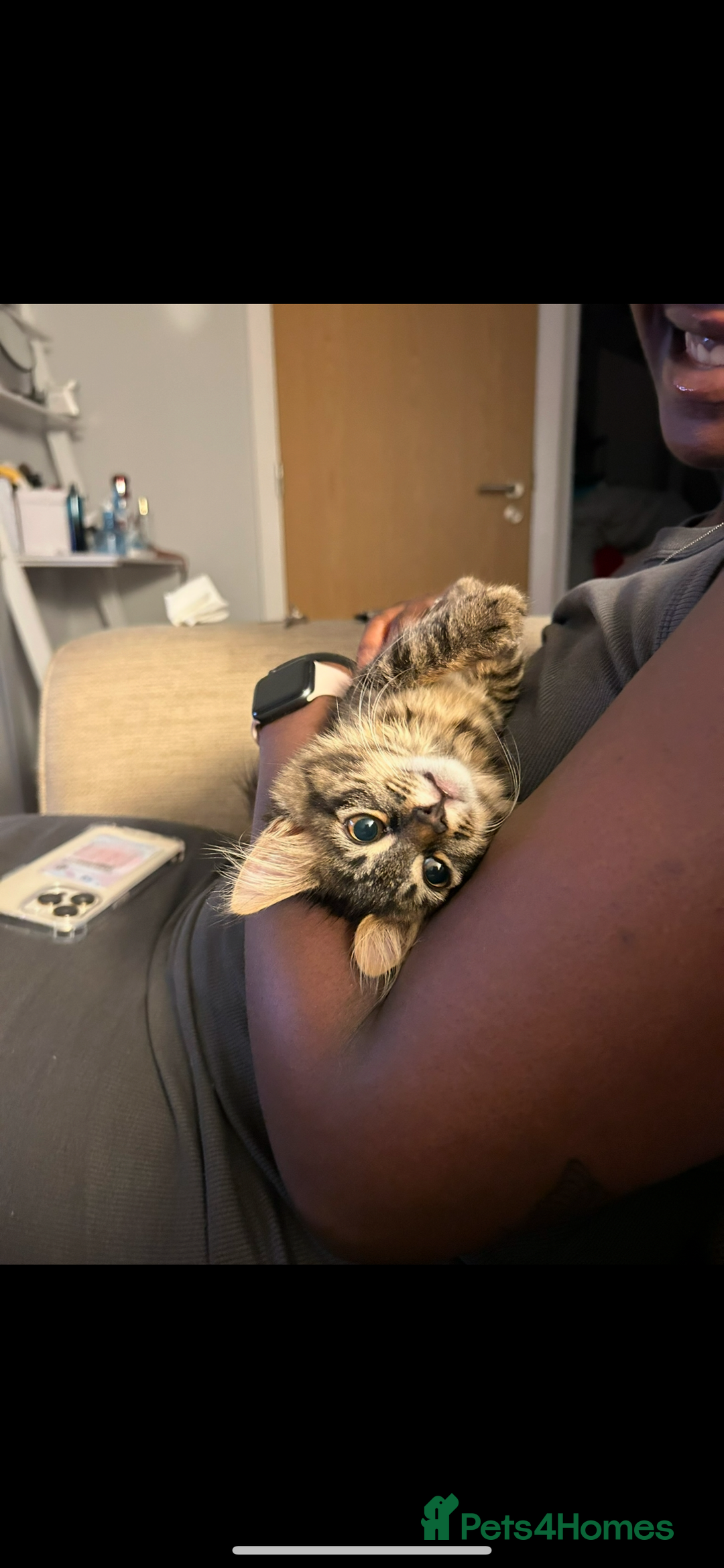Mixed Breed cats for sale: Maine coon/tabby  - Image 11