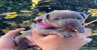 Staffordshire Bull Terrier dogs SIMPLY STUNNING COI 5.4% - Advert 6