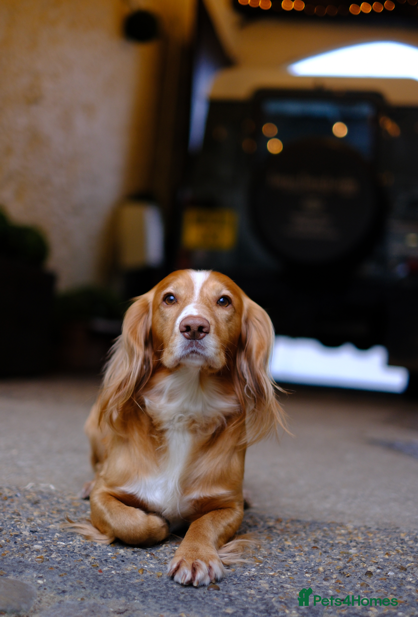 Cocker Spaniel dogs Working Gun Dog Stud  - Advert 5