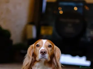 Cocker Spaniel dogs Working Gun Dog Stud - Advert 3