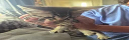 Mixed Breed cats for sale: 1 beautiful bengal x tabby kitten - Advert 2
