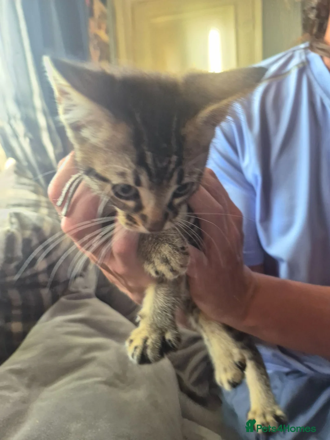 Mixed Breed cats for sale: 1 beautiful bengal x tabby kitten - Advert 2