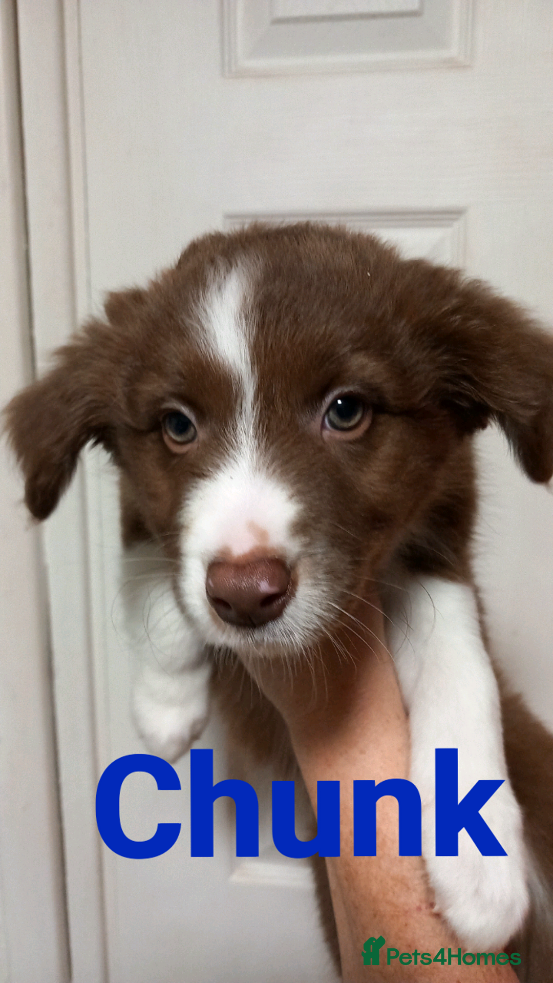 Border Collie dogs for sale: Pure breed border collies  - Advert 6