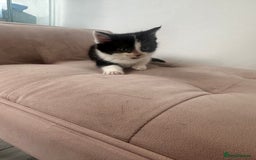 Mixed Breed cats for sale: Kittens for sale  - Image 7