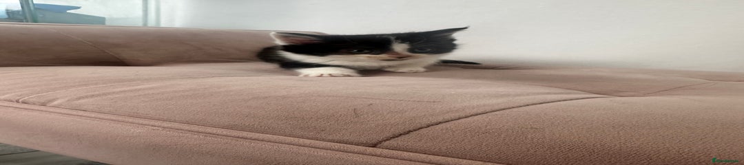 Mixed Breed Kitten 5