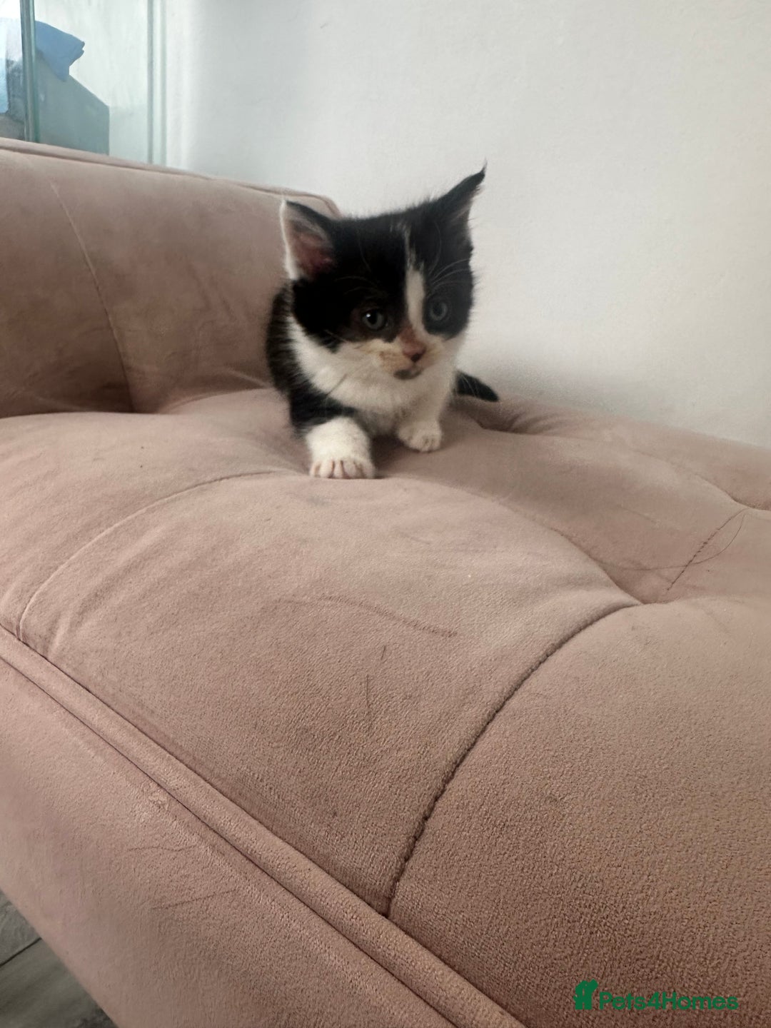 Mixed Breed cats for sale: Kittens for sale  - Image 7