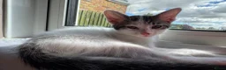 Mixed Breed cats for sale: Male kitten - Advert 6