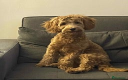 Cavapoo dogs for sale: Cavapoo Female For Sale - Image 1