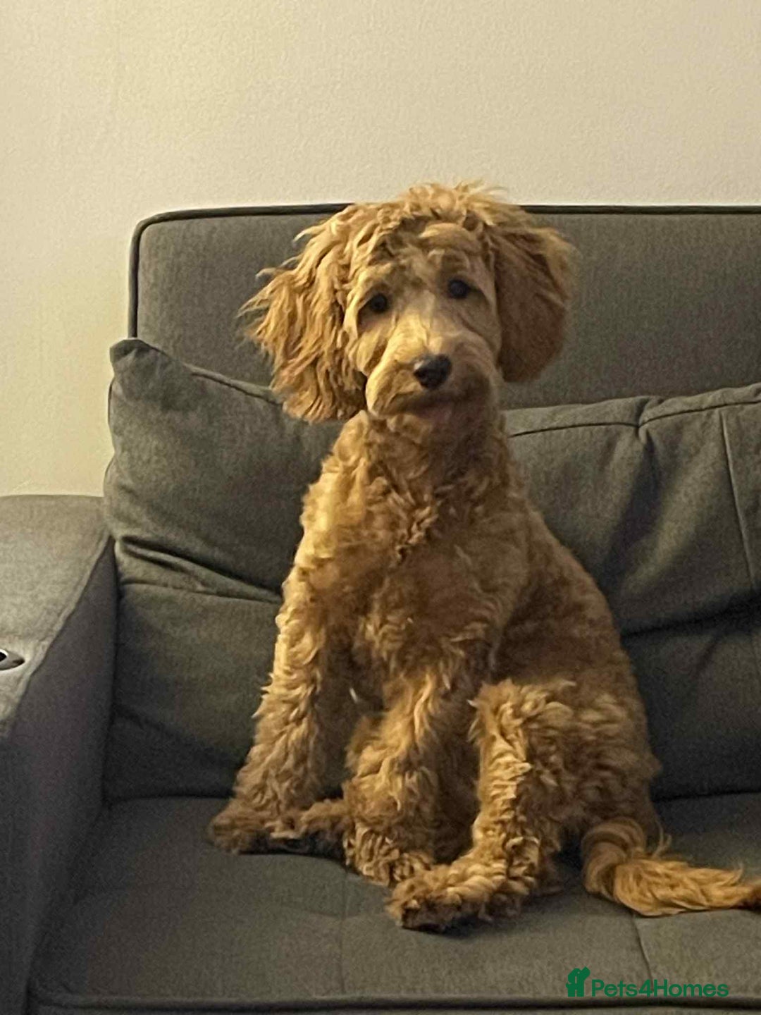 Cavapoo dogs for sale: Cavapoo Female For Sale - Image 1