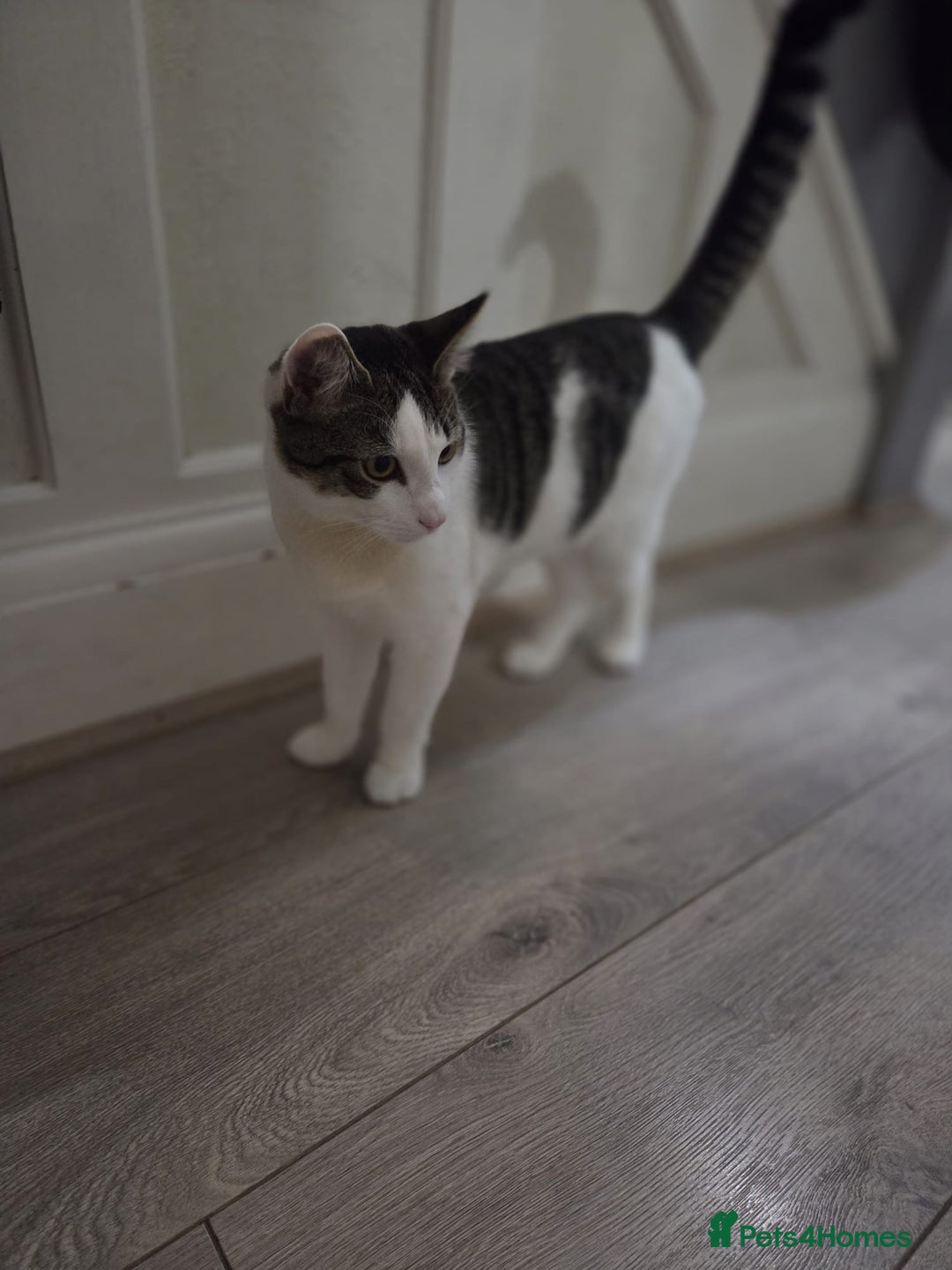 British Shorthair cats for sale: Kitten (oreo) - Advert 4