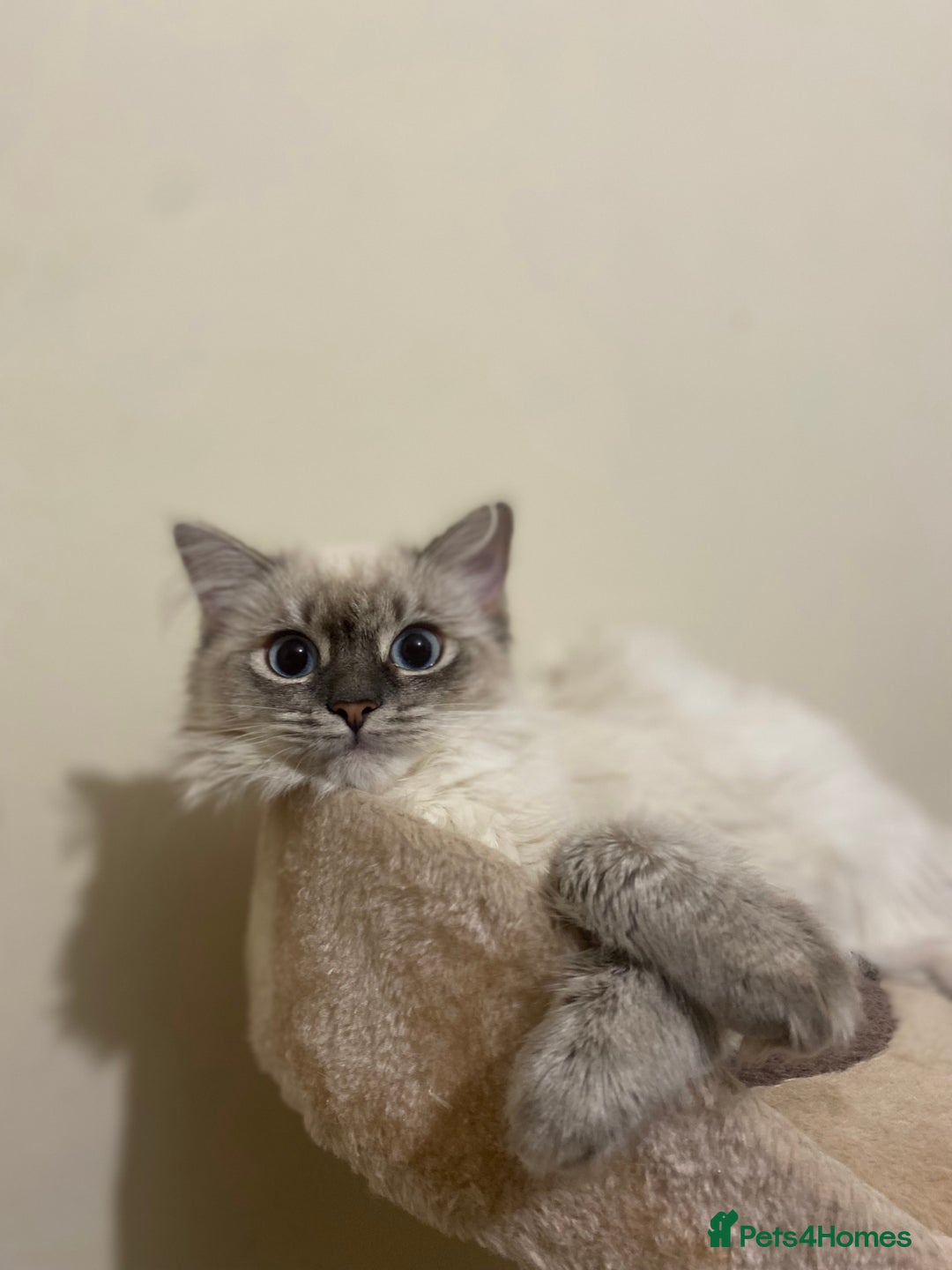 Siamese cats for sale: Beautiful Female Siamese kitten / 7 months/Dundee - Advert 5