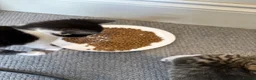 Mixed Breed cats for sale: Kittens for sale  in Bacup - Advert 6