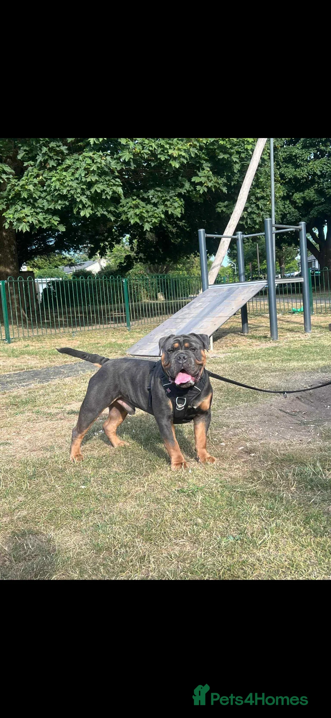 Olde English Bulldogge dogs for sale: Benny  - Advert 2