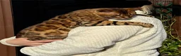 Bengal cats for sale: 🐆Adorable bengal kitten 🐆 - Advert 9