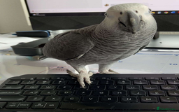 Parrots birds for sale: Tamed male and female African Grey parrots - Image 3