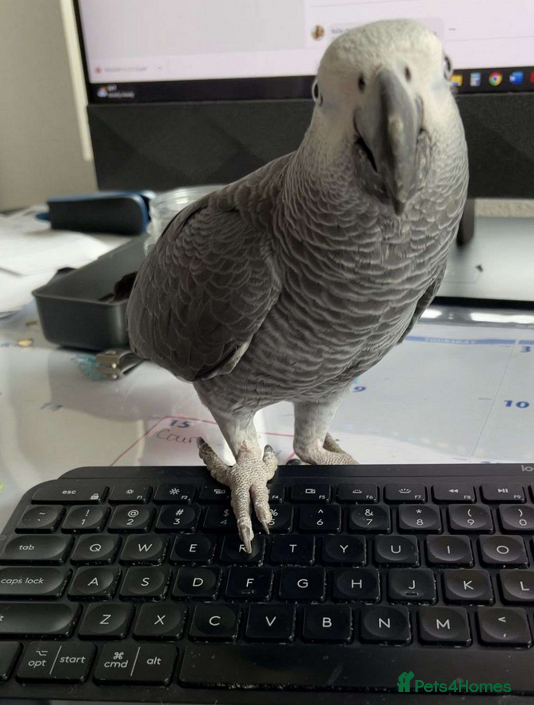Parrots birds for sale: Tamed male and female African Grey parrots - Image 3
