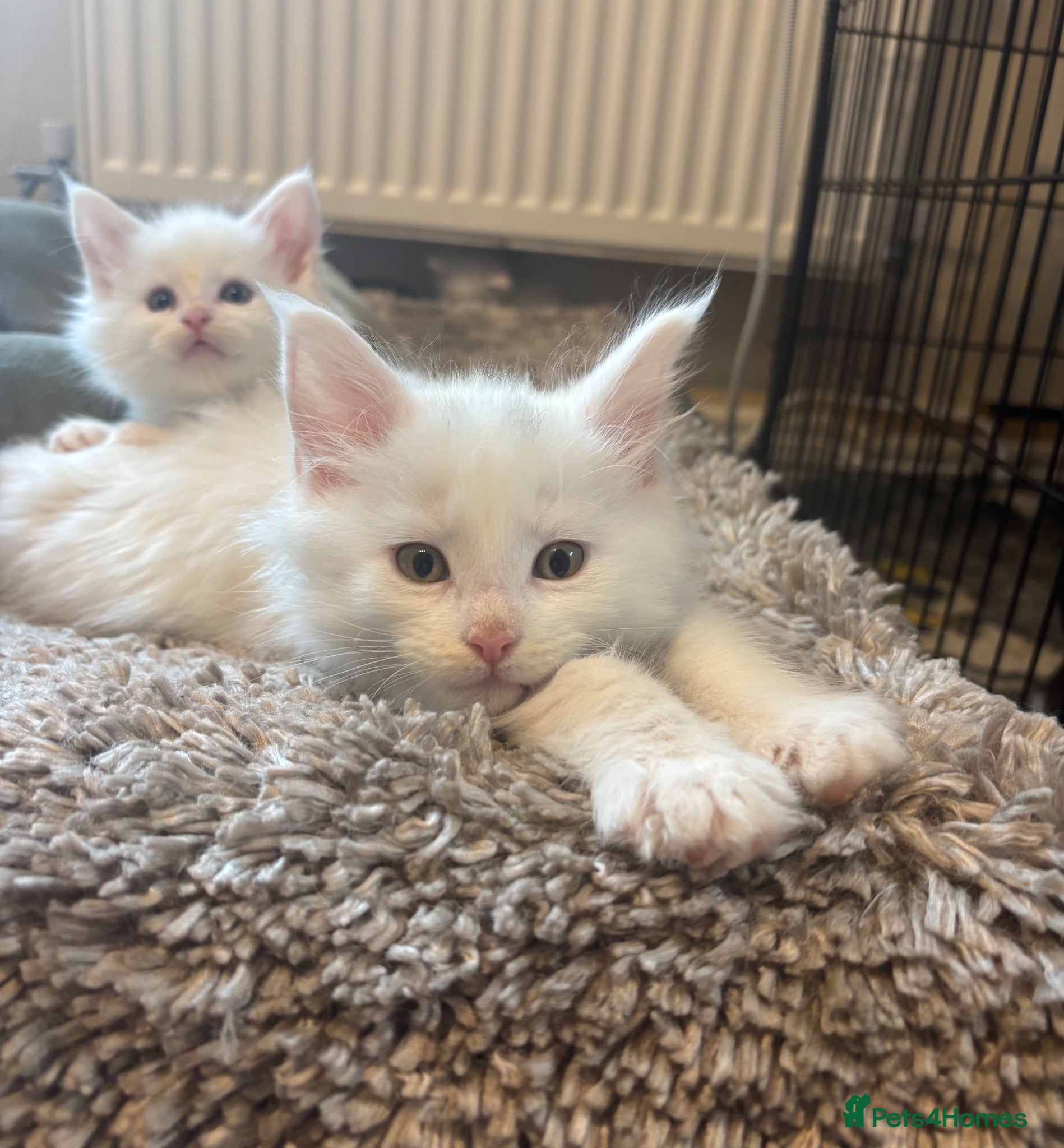 Maine Coon cats for sale: Maine coon kittens for sale. Some polydactyl.  in Trimdon Station - Advert 3