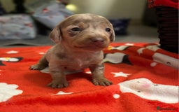 Miniature Dachshund dogs for sale: 6 Miniature dacshund puppies  - Advert 8