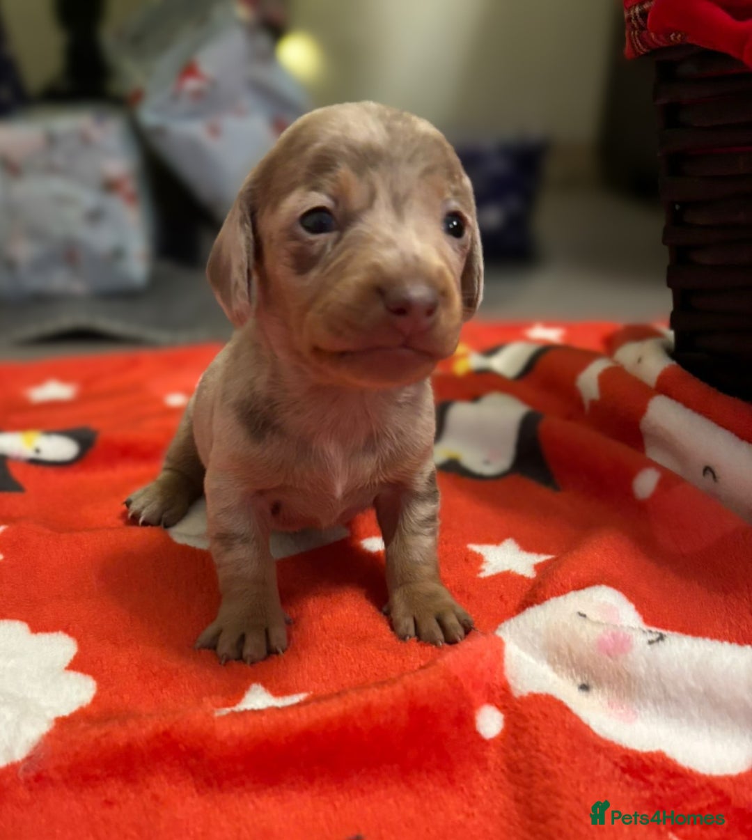 Miniature Dachshund dogs for sale: 6 Miniature dacshund puppies  - Advert 8