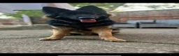 German Shepherd dogs for stud: 2 year old German shepherd stud  in Dronfield - Advert 2