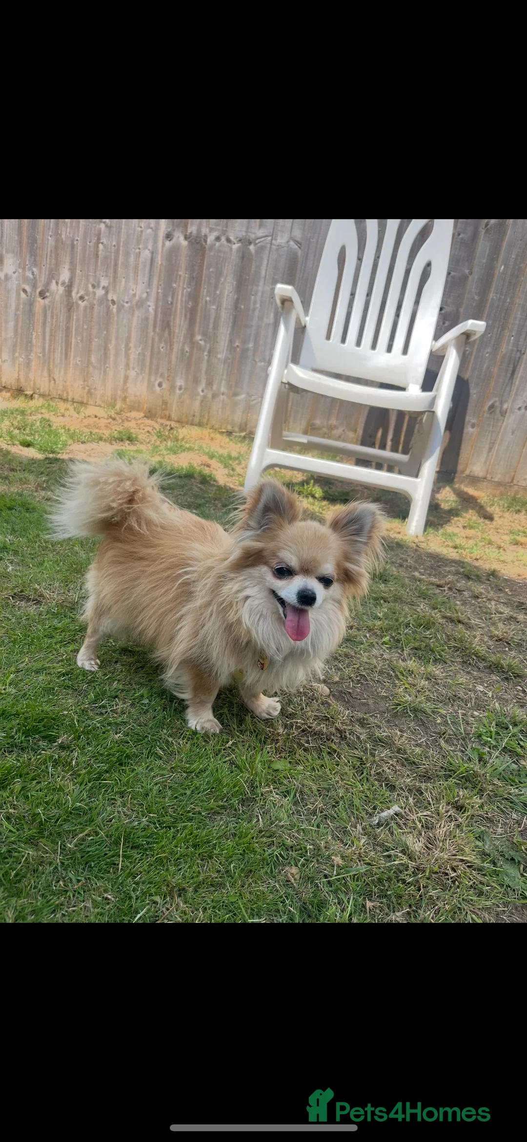 Chihuahua dogs for stud: Extra tiny  **  full kc reg chihuahua stud - Advert 2