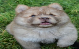Chow Chow dogs for sale: Genuine Teddy Bear Chowski Puppies - Image 11