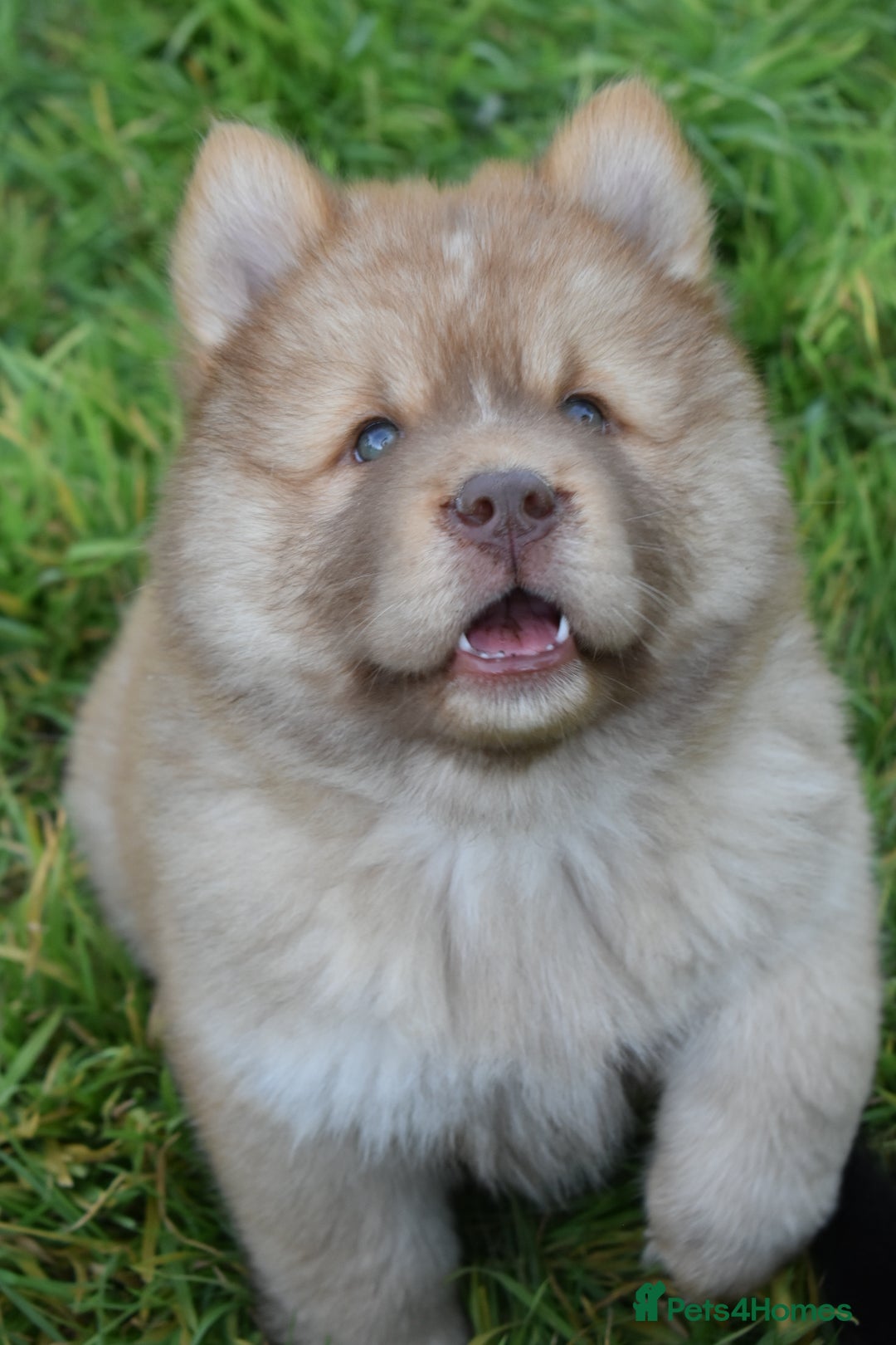 Chow Chow dogs for sale: Genuine Teddy Bear Chowski Puppies - Image 11
