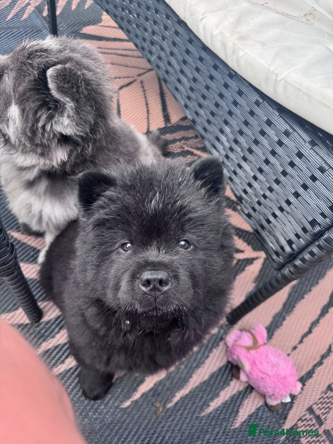 Chow Chow dogs for sale: Last 2 Beautiful chow chow puppies - Image 37