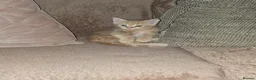 Mixed Breed cats for sale: Fluffy kittens for sale, mum is a Maine Coon in Northampton - Advert 7