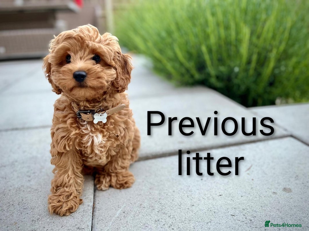 Cavapoo dogs for sale: F1B Deep Fox Red Puppies - Advert 15