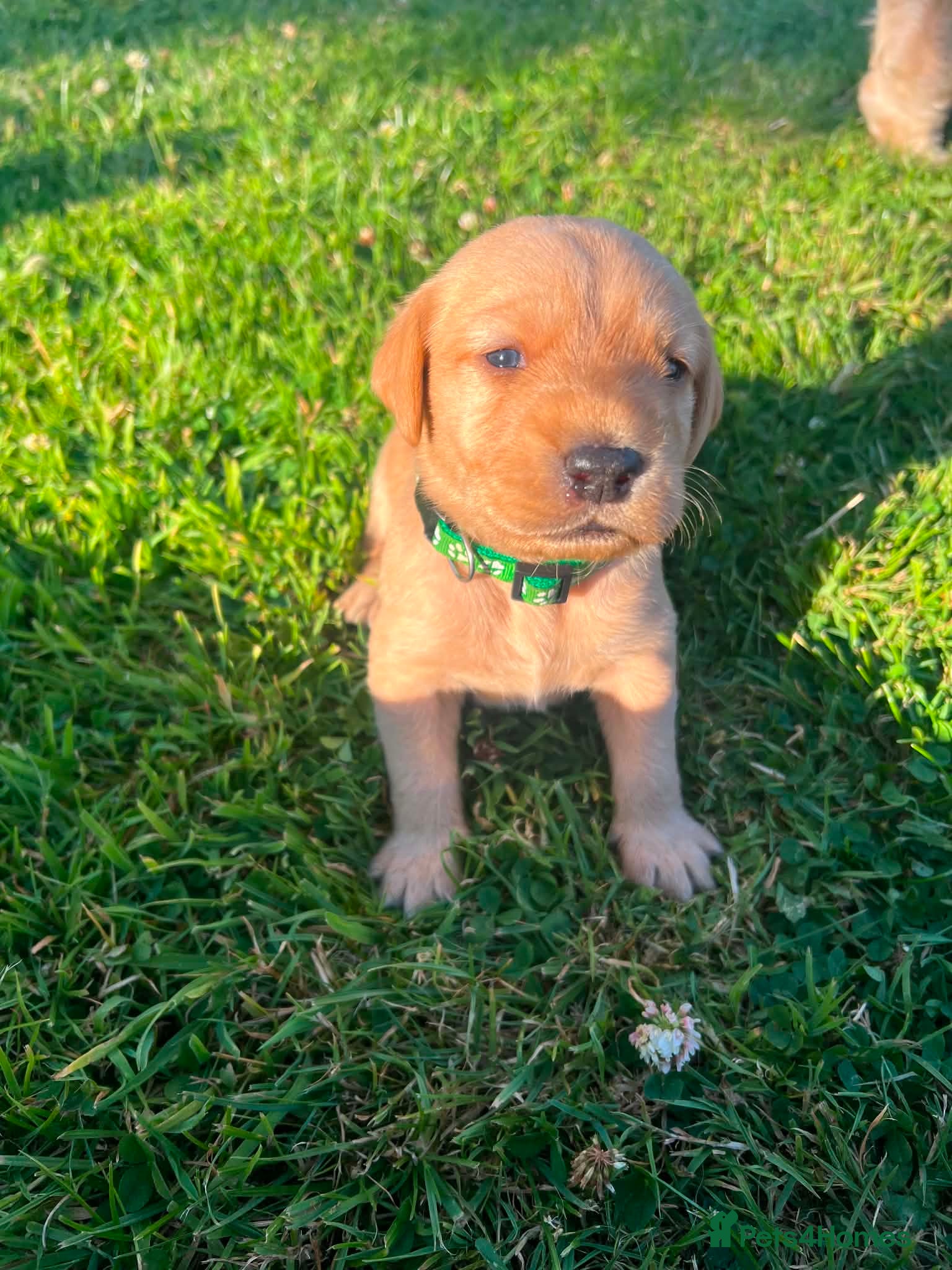 Mixed Breed dogs Labrador x visla puppies (Visladors) - Advert 2