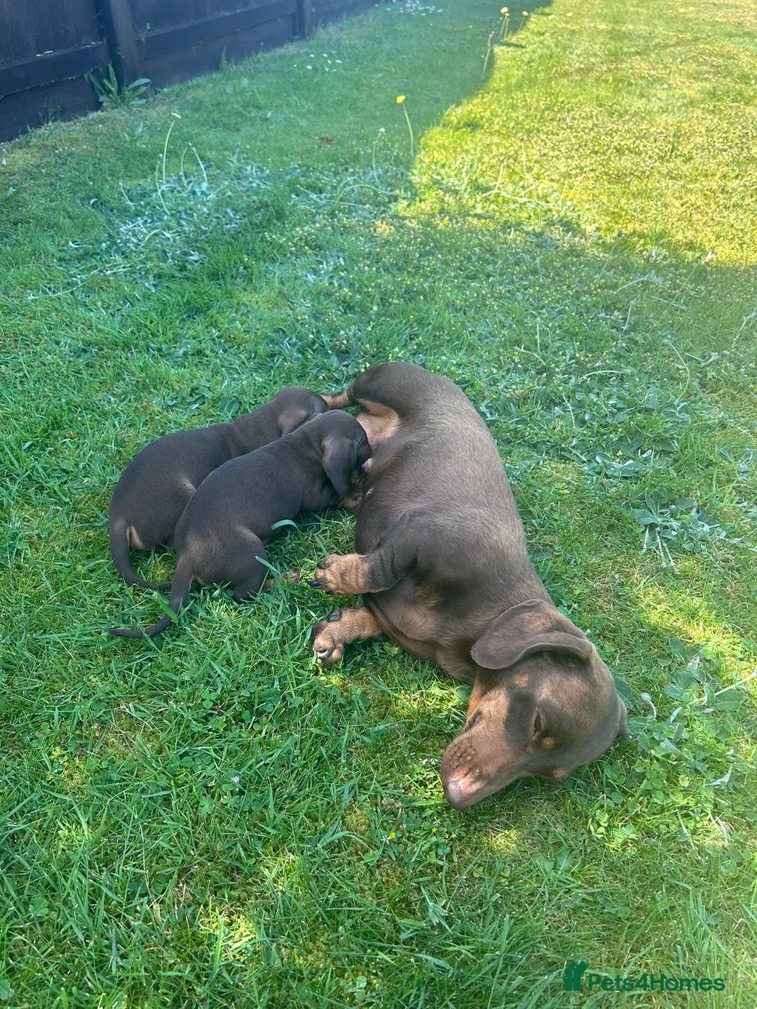 Miniature Dachshund dogs for sale: Miniature dachshunds in Wells - Advert 1