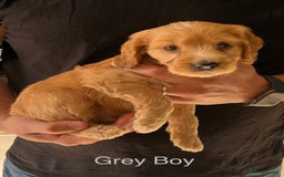 Cockapoo dogs for sale: Beautiful Cockapoo Puppies - Image 5