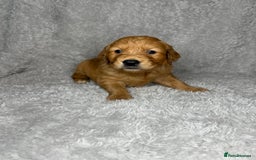 Golden Retriever dogs for sale: Beautiful chunky golden retriever’s  - Image 2